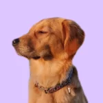 nadenken hond nadenken hond